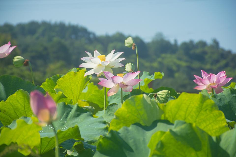 惠州农家乐十一国庆人少景色美的地方推荐