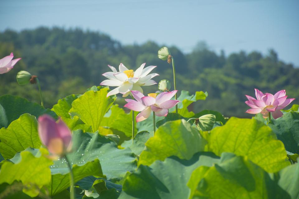 不潜水，蜈支洲岛该怎么玩？来看看这篇三亚旅游攻略