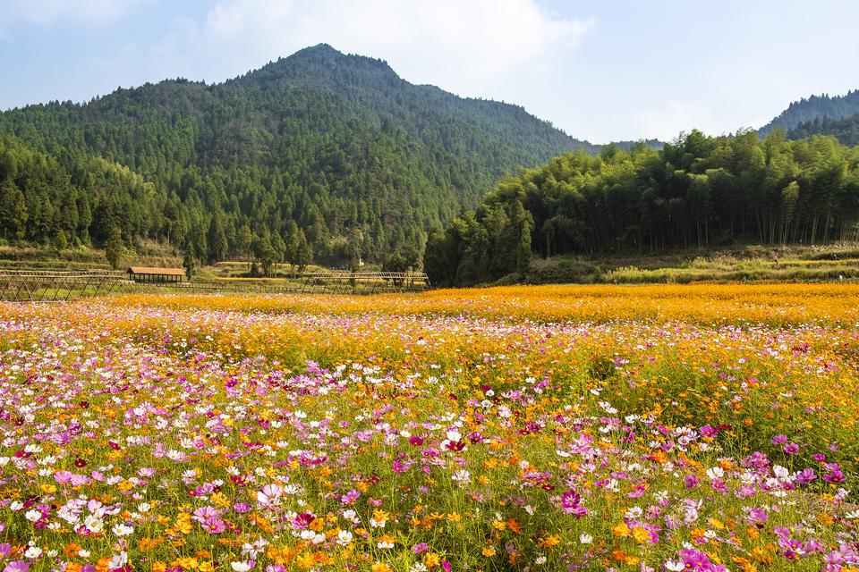 棠湖公园赏花一日游